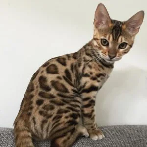 Buy Bengal Kittens for Sale in Canada