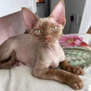 Devon Rex Kittens for Adoption in Canada