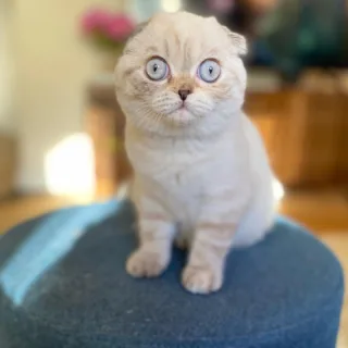 Find Scottish Fold Kittens for Sale Near Me