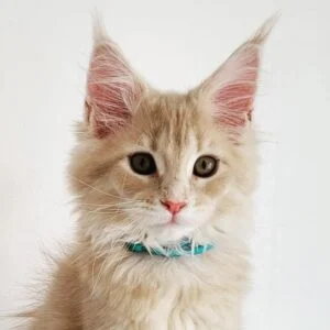 Buy Maine Coon Kittens for Sale in Canada