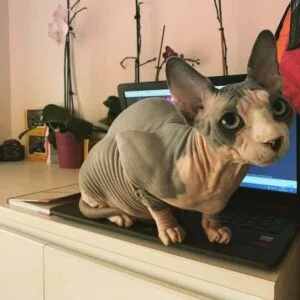 Find Sphynx Kittens for Sale Near Me