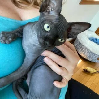 Affordable Sphynx Kittens for Sale in Canada