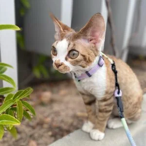 Purebred Devon Rex Kittens for Sale Canada