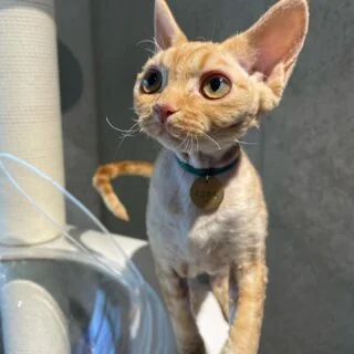 Buy Devon Rex Kittens for Sale in Canada