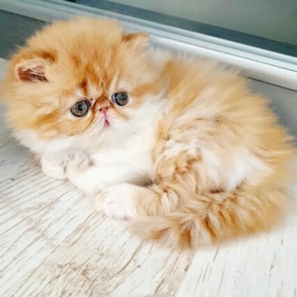 Healthy Persian kittens for sale in Canada