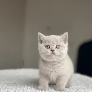 Buy British Shorthair Kittens for Sale in Canada