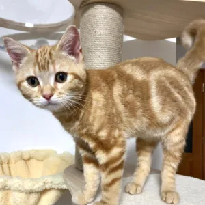 American Shorthair Kittens for Adoption in Canada