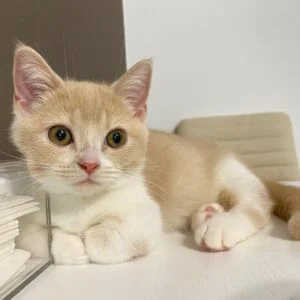 Purebred Munchkin Kittens for Sale Canada