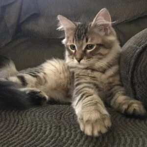 Healthy Siberian Kittens for Sale in Canada