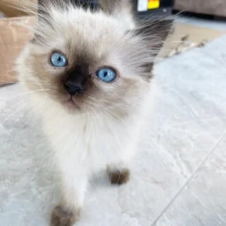 Affordable Ragdoll Kittens for Sale Canada