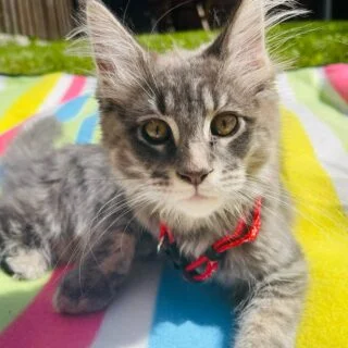 Affordable Maine Coon Kittens for Sale in Canada