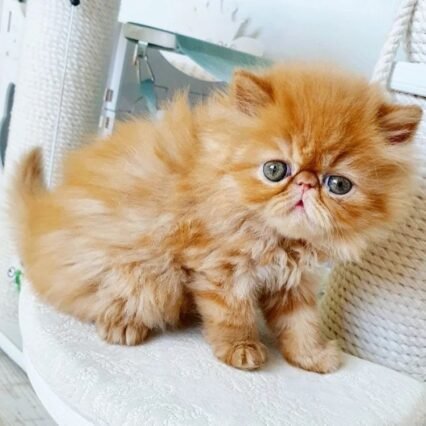 TICA Persian kittens for sale in Canada