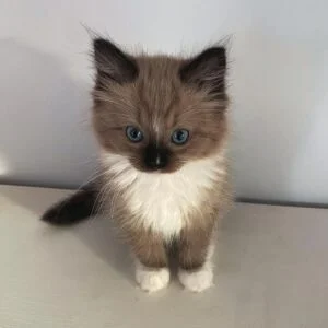 purebred ragdoll kittens for sale canada