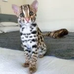 Bengal Kittens for Adoption in Canada