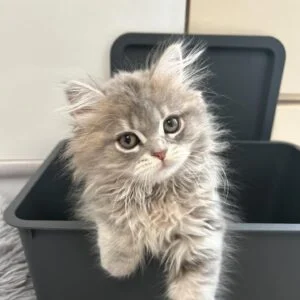 TICA Siberian Kittens for Sale in Canada