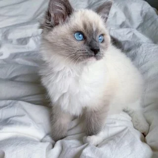 Ragdoll Kittens for Adoption in Canada