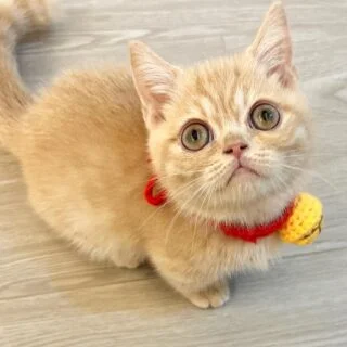 Affordable Munchkin Kittens for Sale in Canada