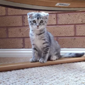 Scottish Fold Kittens for Adoption in Canada