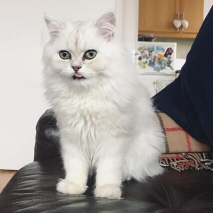 Affordable Persian kittens for sale in Canada