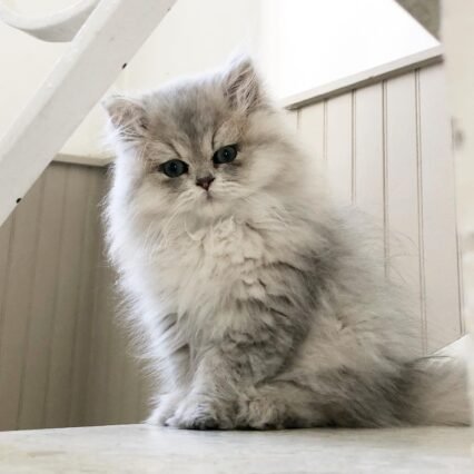 Buy Persian kittens for sale in Canada