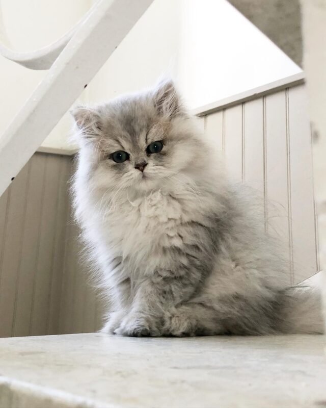 Buy Persian kittens for sale in Canada