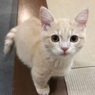 Buy Munchkin Kittens for Sale in Canada