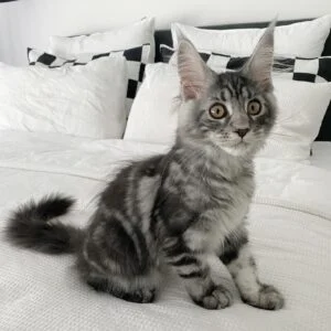 Purebred Maine Coon Kittens for Sale in Canada