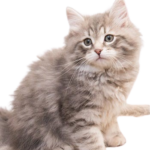 Find Siberian kittens for sale in canada