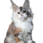 Find Maine Coon Kittens for sale in canada