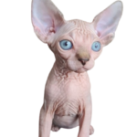 Find Sphynx Kittens for for sale in canada