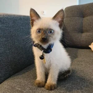 Registered Siamese Kittens for Sale Canada