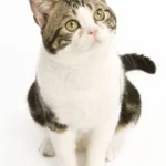 Find American Shorthair Kittens for sale in Canada