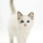 Find Ragdoll kittens for sale in canada