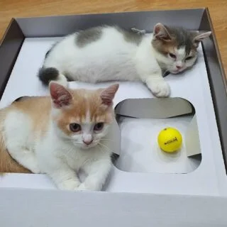 Registered Munchkin Kittens for Sale Canada