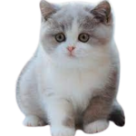 Find British Shorthair kittens for sale in canada