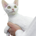 Find Devon Rex kittens for sale in canada