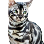 find Bengal Kittens for sale in Canada