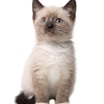 Find Siamese kittens for sale in canada