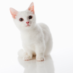 Find Munchkin kittens for sale in canada