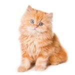 Find Persian kittens for sale in canada