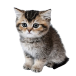 Find Scottish Fold kittens for sale in canada