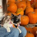 Are there online platforms to buy Sphynx kittens near Quebec