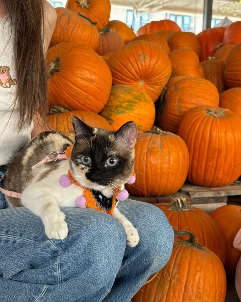 British Shorthair Kittens for Sale Near Manitoba